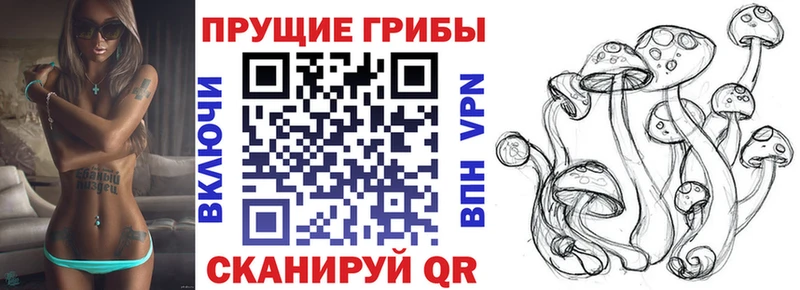продажа наркотиков  Элиста  Псилоцибиновые грибы Psilocybine cubensis 